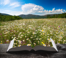 Many chamomile flowers on a book - 349784210