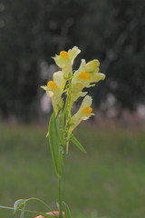  Flower in the forest. 