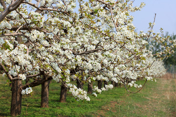 Fototapeta premium Pear trees blossom in spring