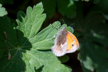 Falter kleines Wiesenvögelchen