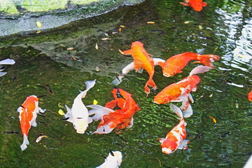 japanese koi fish