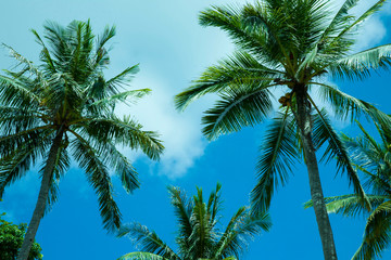 Naklejka na ściany i meble palm trees against blue sky