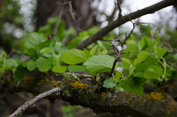 Mulberry tree branch in spring