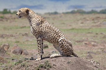 Cheetah in the african savanna of Masai Mara, Kenya
