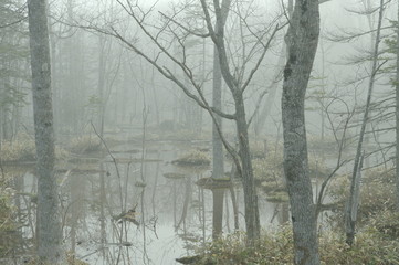 霧のかかった森。湿原の水面に映る木々。屈斜路湖に近い原生林で。北海道、日本。
