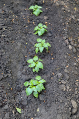 green plant growing in soil