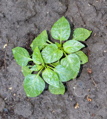 young plant in the ground