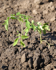 young tomato plant