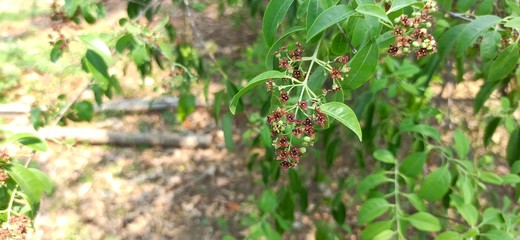 Sandalwood Santalum Album Red Flower with Leaves branches Center focused