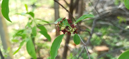Sandalwood Santalum Album Flower with Leaves branches Center focused