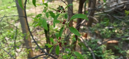 Sandalwood Santalum Album Flower with Leaves branches
