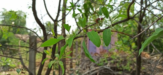 Sandalwood Santalum Album Flower with Leaves branches