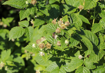 Green raspberry leaves and white raspberry flowers