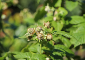Green raspberry leaves and white raspberry flowers