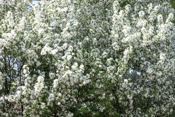 Fototapeta premium Blooming apple tree in spring. Nature in spring