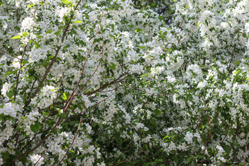 Blooming apple tree in spring. Nature in spring