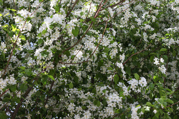 Blooming apple tree in spring. Nature in spring