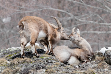 A kiss is forever, portrait of brother and sister (Capra ibex)