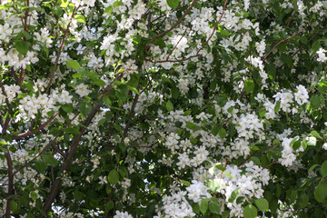 Blooming apple tree in spring. Nature in spring