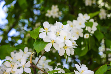 Fototapeta premium Blooming apple tree in spring. Nature in spring
