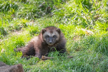 Young wolverine during spring
