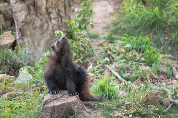 Young wolverine during spring