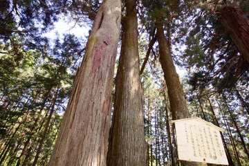 日光市　日光街道杉並木　砲弾打込杉