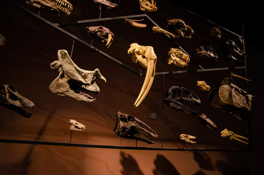 Skulls collection of fossil animals at the Museum of Ancient Life at Utah
