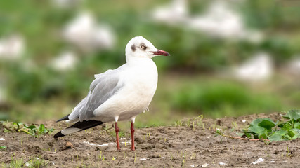 Portrait of a black headed gull