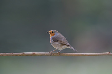 Fototapeta premium Rotkehlchen