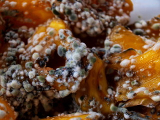 Closeup - mold rot on the yellow fruit. Bacteria or green and white mold spores grow on rotten jackfruit. Selective focus