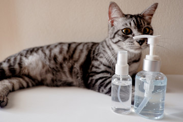 Cropped shot view of The cat is sitting and presenting of the Alcohol gel, Alcohol spray and face mask for new normal of people.