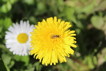 Obraz premium bee on a yellow dandelion