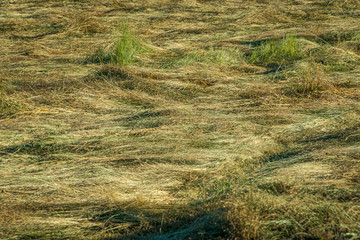 Soil photograph of the grassy field