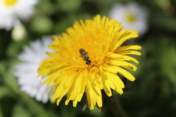 bee on a yellow dandelion