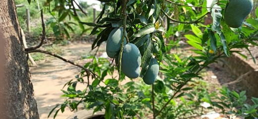 Green unripe mangoes on Plant