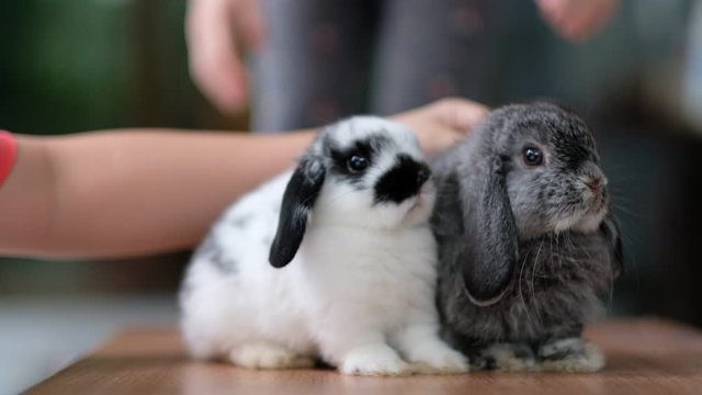 two rabbits sleep on ground, bunny pet, holland lop
