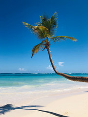 Palm Tree Punta Cana