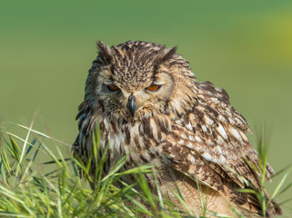 Búho bengalí (Bubo bengalensis)