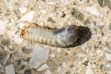 Closeup of a Grub (prob. rose chafer, Cetoniinae) moving on its back