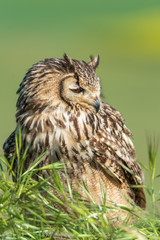 Búho bengalí (Bubo bengalensis)