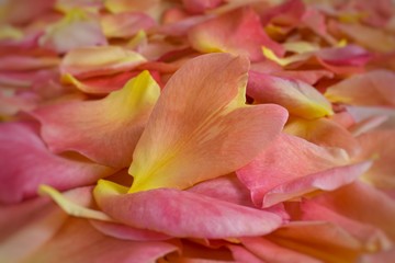 Lots of yellow-pink rose petals. Petal in the shape of a heart close up. Background, postcard, romance, wedding invitation, spa. Concept of Mother’s Day, Family Day, Valentine’s Day, March 8. Blur. 