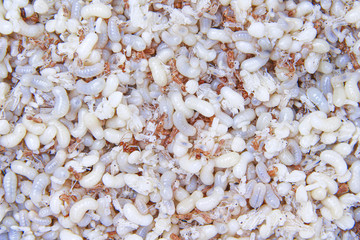 Eggs and red ant texture or oecophylla smaragdina fabricius in hive background , macro