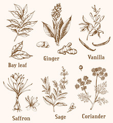 Vintage hand drawn spices - 349791087