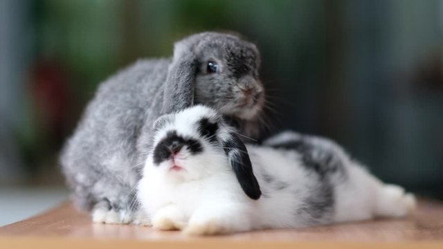 two rabbits sleep on ground, bunny pet, holland lop
