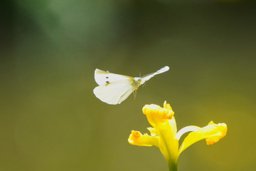 cabbage butterfly on yellow iris flower