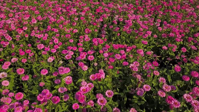 Aerial view of the field of pink magenta zinnia flower farm in full bloom at the summer
