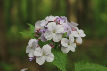 Fototapeta premium Spring flowering in a city forest park