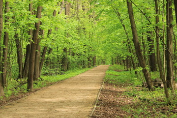Fototapeta na wymiar Spring in the city forest park