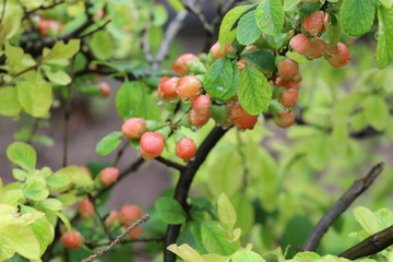Henomeles flower buds get wet in spring rain
